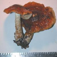 Cortinarius perelegans image