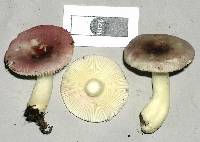 Russula roseopileata image