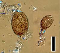 Ampelomyces quisqualis image