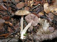 Agaricus dulcidulus image