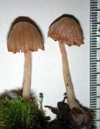 Laccaria masoniae image