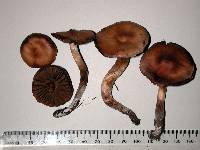 Cortinarius saniosus image