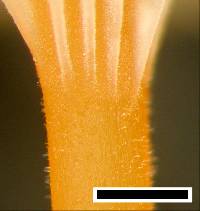 Rickenella fibula image
