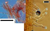 Inocybe strigiceps image