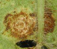 Puccinia pelargonii-zonalis image