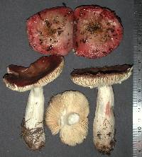 Russula nitida image