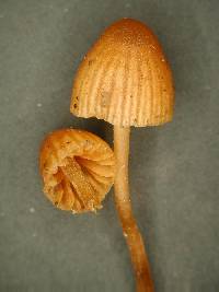 Galerina vittiformis image