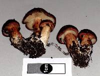 Cortinarius eutactus image