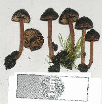 Inocybe strigiceps image