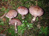 Cortinarius ionomataius image