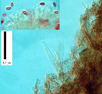 Lepiota pseudolilacea image