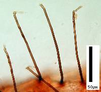 Anungitea heterospora image