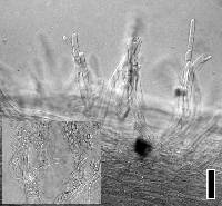 Collybiopsis rimutaka image