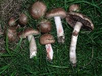 Agaricus silvaticus image