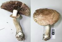 Agaricus silvaticus image