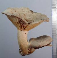 Lactarius glyciosmus image