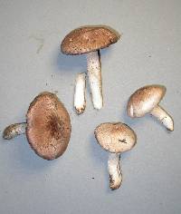 Agaricus cupreobrunneus image