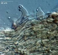 Pseudoarmillariella fistulosa image