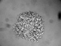 Pseudoclathrosphaerina spiralis image
