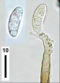 Pleurothecium recurvatum image