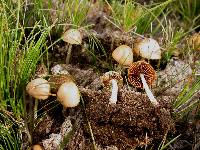 Conocybe coprophila image