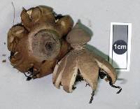 Geastrum tenuipes image