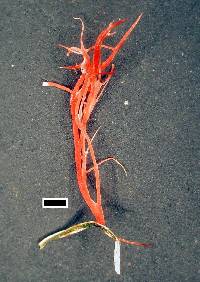 Laetisaria fuciformis image