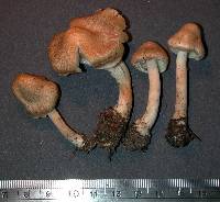 Inocybe sindonia image