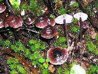 Mycena fuscovinacea image