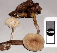 Clitocybe wellingtonensis image