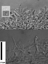 Collybiopsis rimutaka image