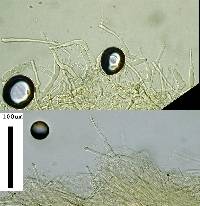 Hemimycena candida image