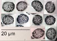 Lactifluus aurantioruber image