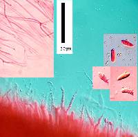 Dacrymyces novae-zelandiae image