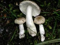 Russula purpureotincta image