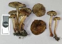 Pholiota subflammans image