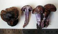 Cortinarius australis image