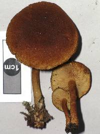 Gymnopilus ferruginosus image