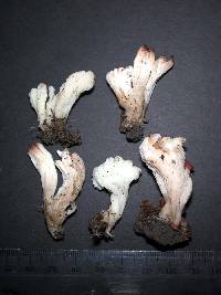 Clavulina rugosa image