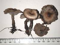 Clitocybe brunneoceracea image