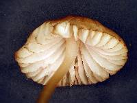 Mycena olivaceomarginata image