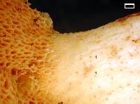 Suillus subacerbus image