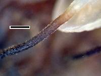 Gloiocephala xanthocephala image