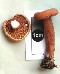 Lactarius umerensis image