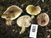 Tricholoma viridiolivaceum image