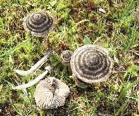 Entoloma perzonatum image