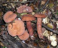 Lactarius umerensis image