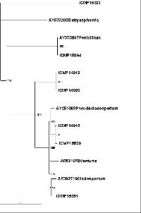 Trichocoma paradoxa image