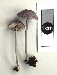 Entoloma decolorans image