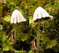 Coprinopsis laanii image